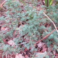 Indigofera colutea (Burm.f.) Merr.